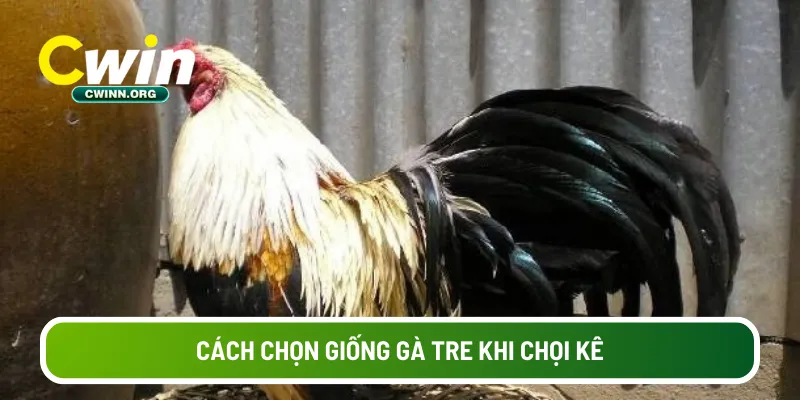 Cách chọn giống gà tre khi chọi kê