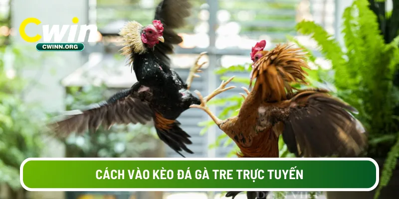 Cách vào kèo đá gà tre trực tuyến