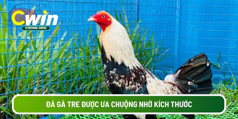 Đá gà tre được ưa chuộng nhờ kích thước